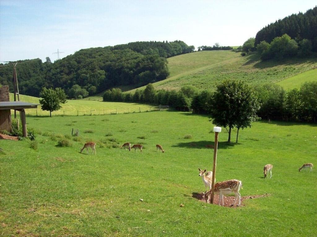 Hof Goerrespesch-Ferien Im Herzen Der Schneifel Schlausenbach Экстерьер фото